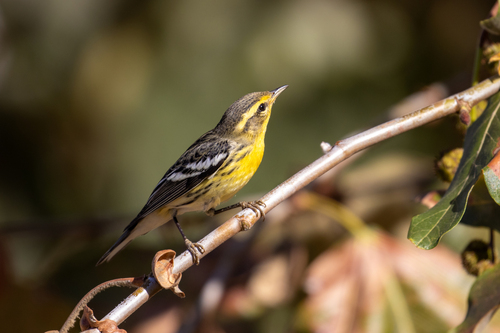 Setophaga fusca observed 2026-10-25