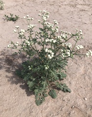 Parthenium confertum