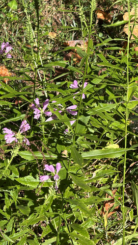 Physostegia observed 2026-10-25