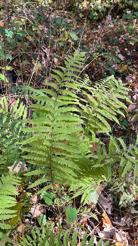 Thelypteris palustris observed 2026-10-25