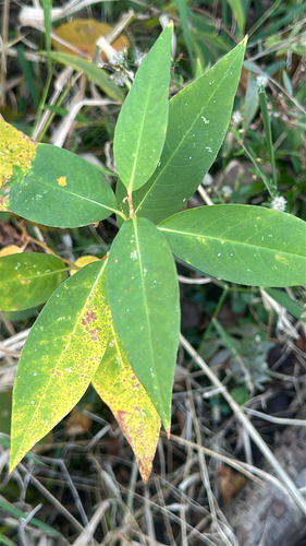 Persicaria amphibia, 2026-10-25