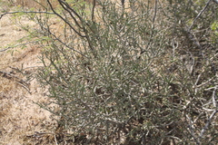 Cylindropuntia leptocaulis