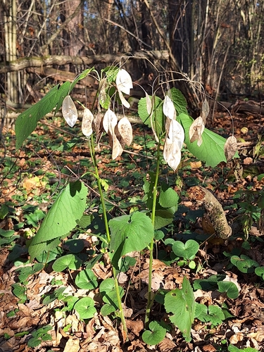 Lunaria rediviva observed 2026-10-25