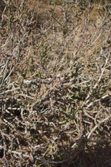 Cylindropuntia leptocaulis