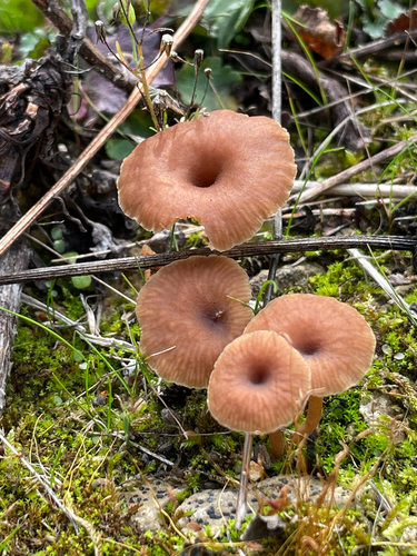 Omphalina pyxidata, 2026-10-25