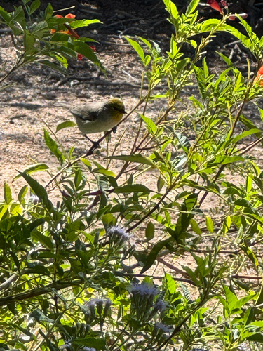 Verdin