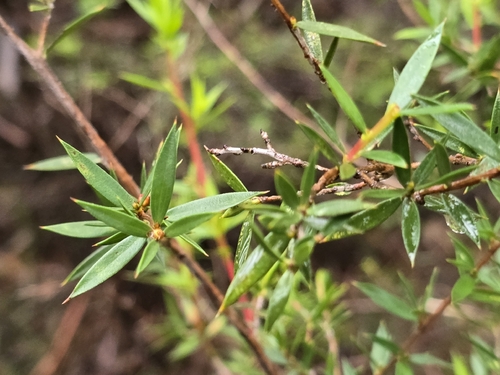 Leptospermum scoparium observed 2026-10-25
