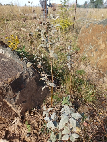 Monarda fistulosa observed 2026-10-25