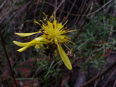 Bidens herzogii