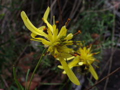 Bidens herzogii