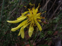 Bidens herzogii