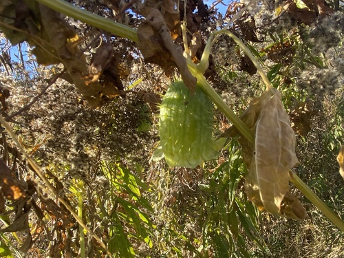 Echinocystis lobata, 2026-10-25
