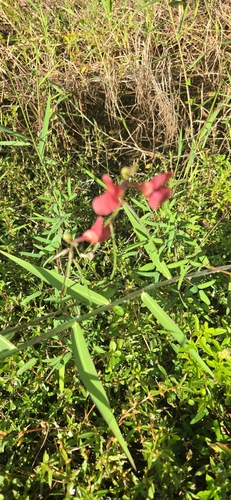 Macroptilium lathyroides observed 2026-10-25