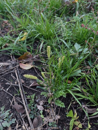 Setaria pumila observed 2026-10-25
