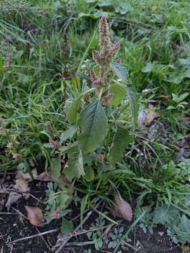 Amaranthus retroflexus observed 2026-10-25