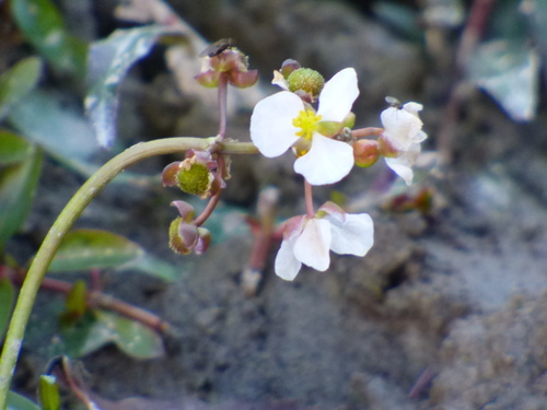 Sagittaria graminea observed 2026-10-23