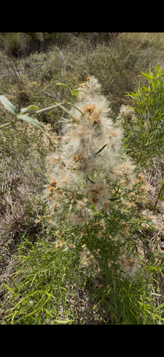 willow baccharis