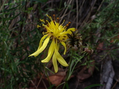 Bidens herzogii