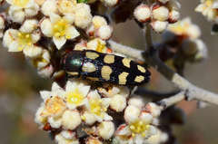 Castiarina decemmaculata