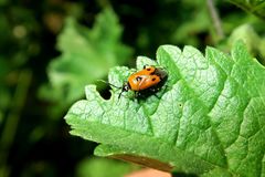 Deraeocoris punctum