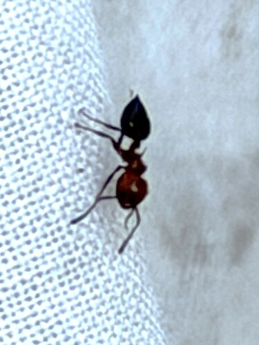 Shiny Acrobat Ant