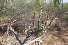 Cylindropuntia thurberi