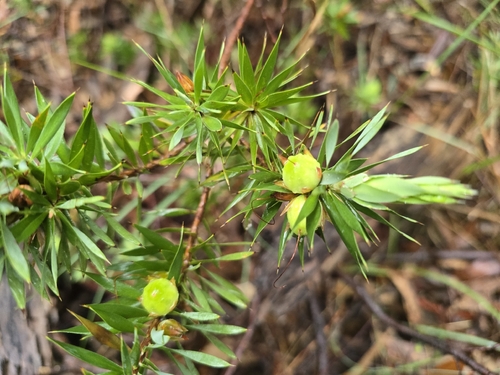 Styphelia adscendens observed 2026-10-25