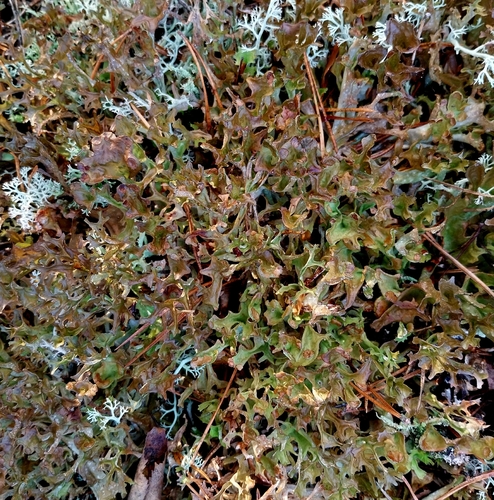 Cetraria islandica, 2026-10-25