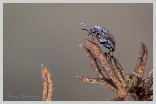 Stator limbatus