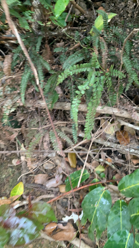Adiantum hispidulum observed 2026-10-23