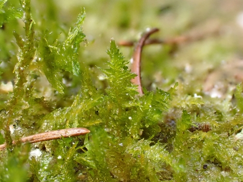 Neckera pumila observed 2026-10-24