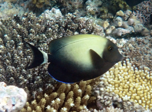 Acanthurus auranticavus observed 2026-10-21