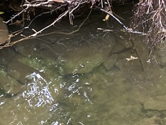 Rhinichthys atratulus