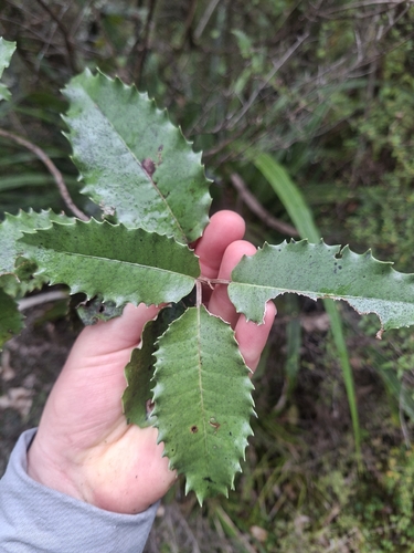 Olearia ilicifolia observed 2026-10-25