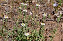 Vittadinia cuneata