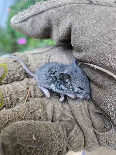 Eastern Deer Mouse