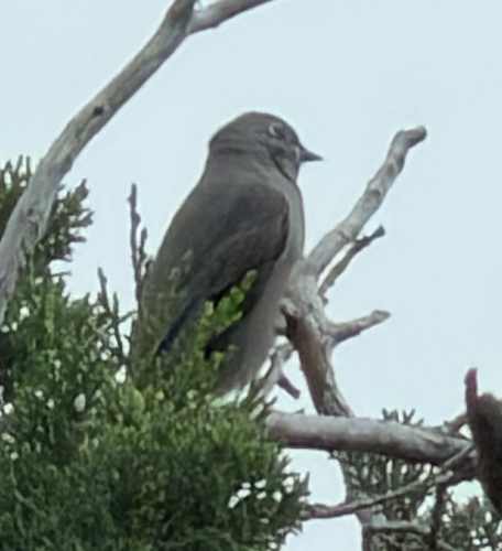 Townsend's Solitaire