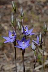 Thelymitra alcockiae