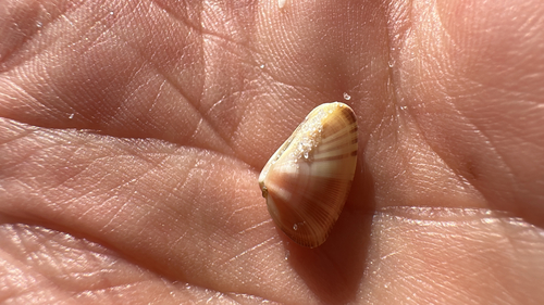 Donax variabilis, 2026-10-25
