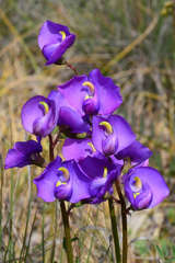 Swainsona procumbens