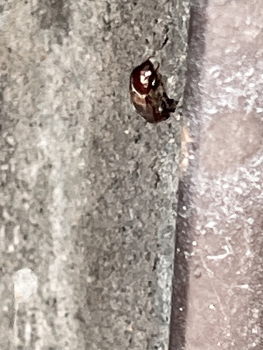 observation #410805996