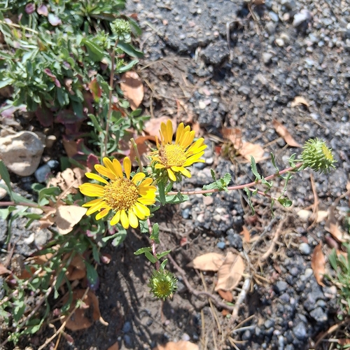 Grindelia squarrosa, 2026-10-25