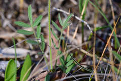 Swainsona behriana