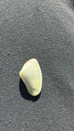 Donax variabilis, 2026-10-25