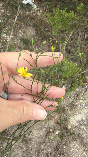Rock Flax