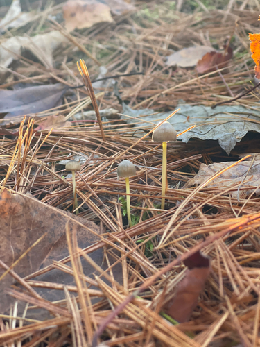 Yellowleg Bonnet