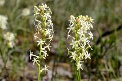 Stackhousia subterranea