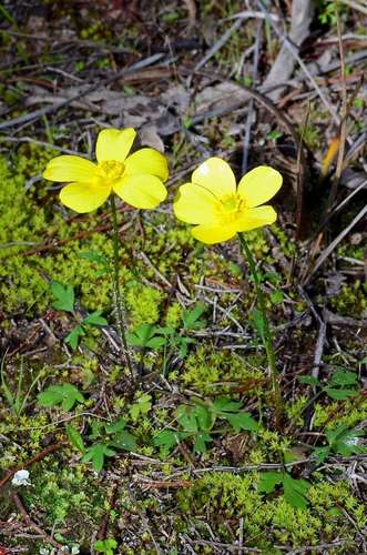 Thick-fruit Buttercup (Ranunculus pachycarpus)