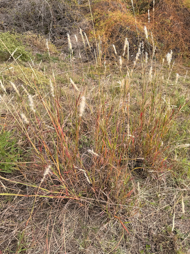 silver bluestem