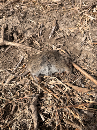 Hispid Cotton Rat